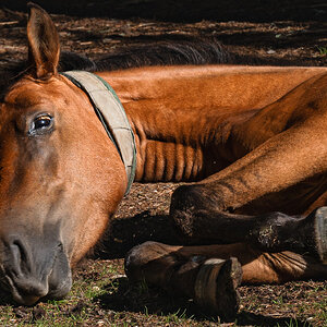 rolling new forest pony-11.jpg