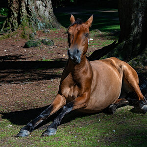 rolling new forest pony-7.jpg