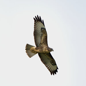 buzzard 2023 13.jpg