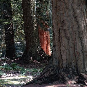 newforest redwood-1.jpg
