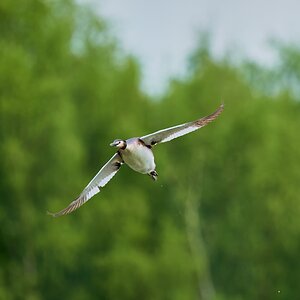 grebe 2023 17.jpg