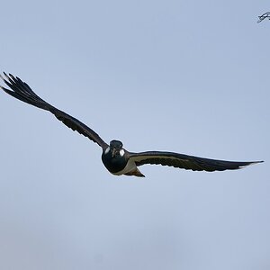 lapwing 2023 5.jpg