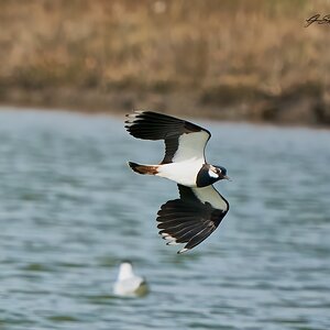 lapwing 2023 7.jpg