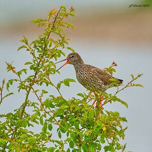 redshank 2023.jpg