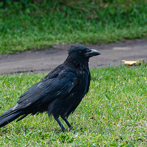 crow-4.jpg