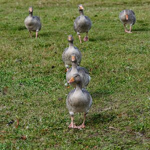 goose squadron-2.jpg