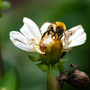 slim pickings for bees-1.jpg