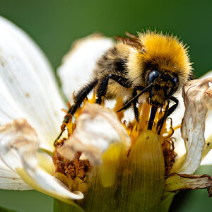 slim pickings for bees-2.jpg