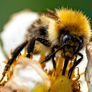 slim pickings for bees-3.jpg