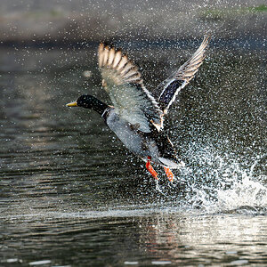 duck takeoff-5.jpg