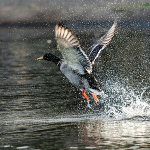 duck takeoff-5.jpg