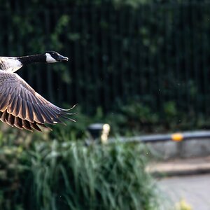 goose flight-2.jpg