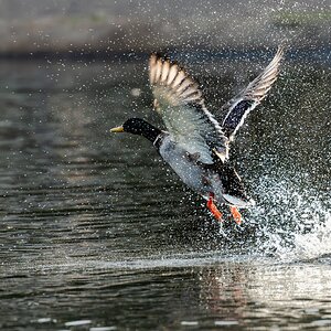 duck takeoff-3.jpg