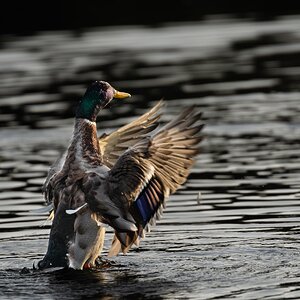 duck dancing-3.jpg