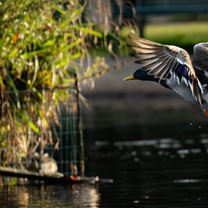 duck flight-6.jpg