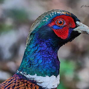 pheasant 2020 1.jpg