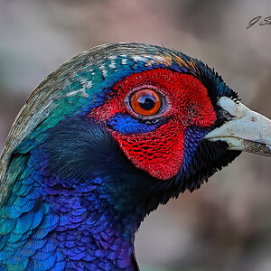 pheasant 2020 2.jpg