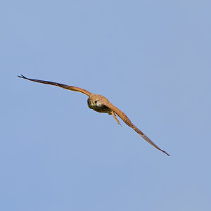 kestrel 2023 540.jpg