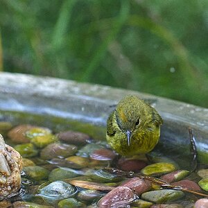 Yellow bird bath copy.jpg