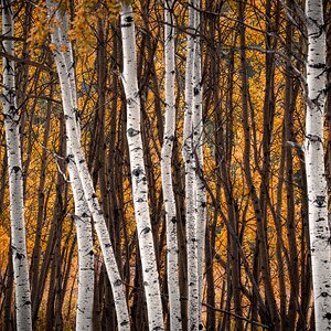 Fall Birch.jpg