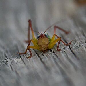 Grasshopper - Russell Peterson - 09302023 - 01- DN.jpg
