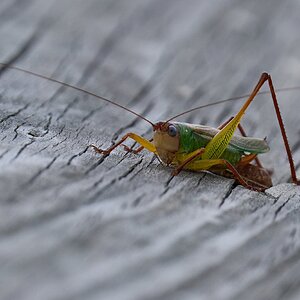 Grasshopper - Russell Peterson - 09302023 - 04- DN.jpg