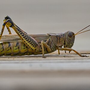 Grasshopper - Wilm-Am - 09302023 - 04- DN.jpg