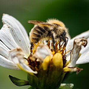 white flower with bee-2.jpg