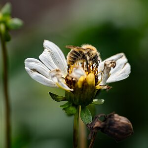 white flower with bee-4.jpg