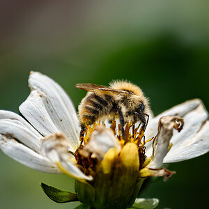 white flower with bee-7.jpg