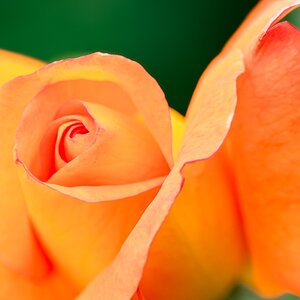 orange rose-3.jpg