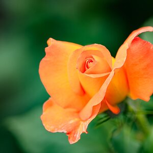 orange rose-4.jpg
