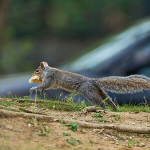 Squirrel - Brandywine - 04152023 - 02-DN.jpg