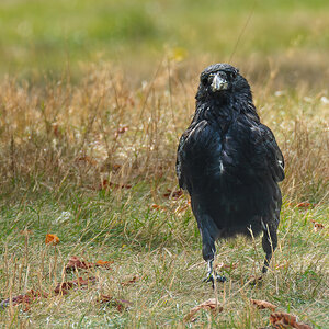 crow-3.jpg
