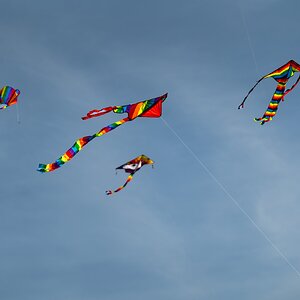 blackheath_kite_day-9.jpg