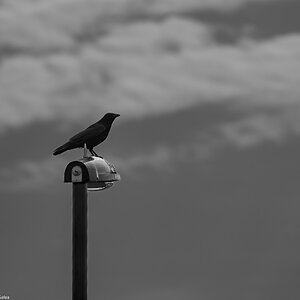 crow_on_perch-3.jpg
