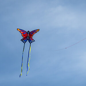 butterfly kite-2.jpg