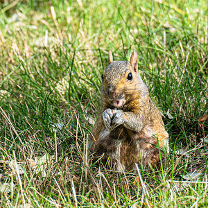 squirrel_openmouth-5.jpg