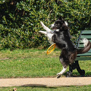 dog_fresbie-7.jpg