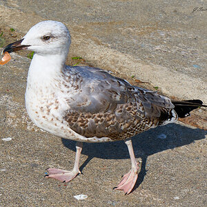 gull 2023 19.jpg