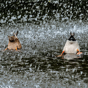 ducks_upsidedown_hdr_hdroutput_modified4SDR-2.jpg