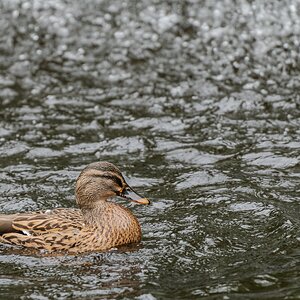 duck_in_clearwater-4.jpg