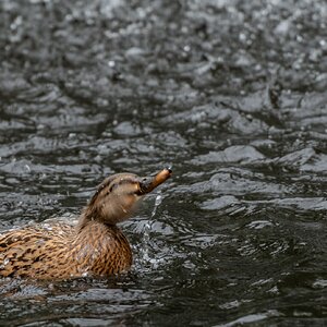 duck_in_clearwater_hdr-5.jpg