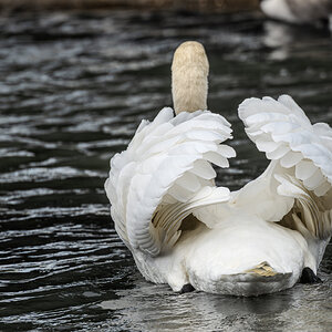 swan-5.jpg