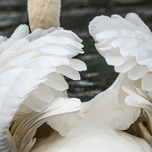 swan-6.jpg