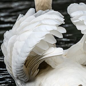 swan-7.jpg