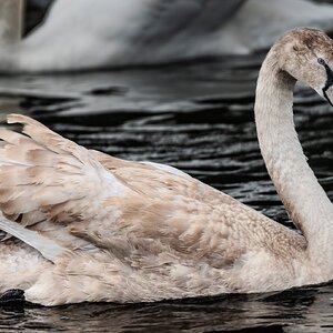 cygnet_HDR-2.jpg