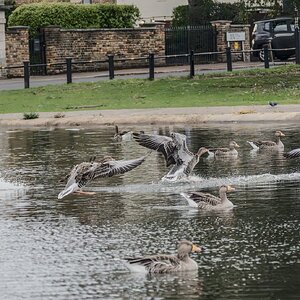 geese_hdr-3.jpg