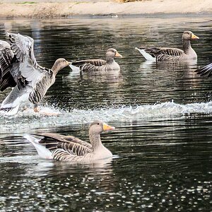 geese_hdr-4.jpg