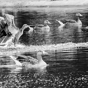 geese_hdr_BW-4.jpg